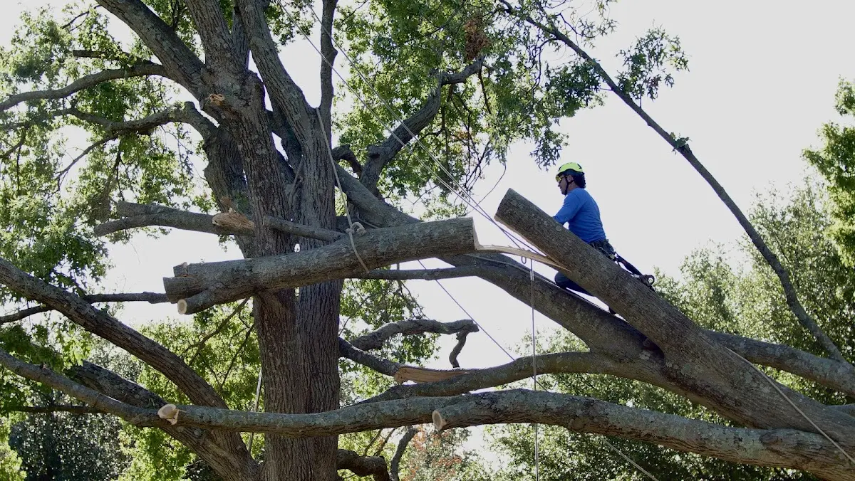 Professional Crown Thinning performed by certified arborists in Cherryville