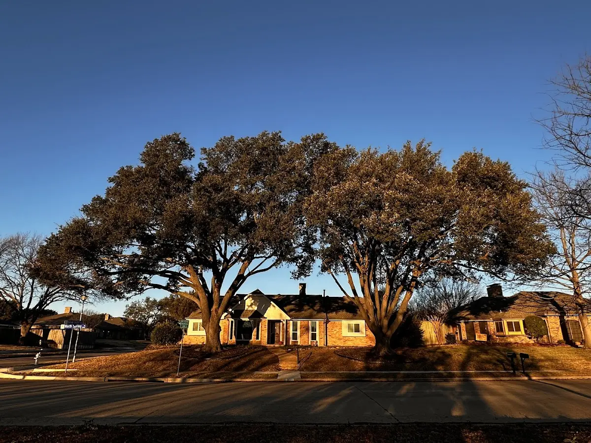 Established residential canopy tree shading a home in Cherryville
